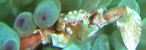 Neopetrolisthes alobatus