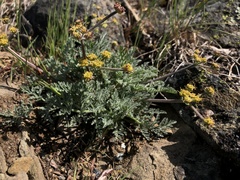 Lomatium observatorium