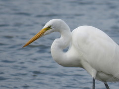 Ardea alba