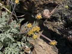 Lomatium observatorium