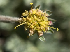 Lomatium observatorium
