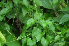 Taractrocera luzonensis