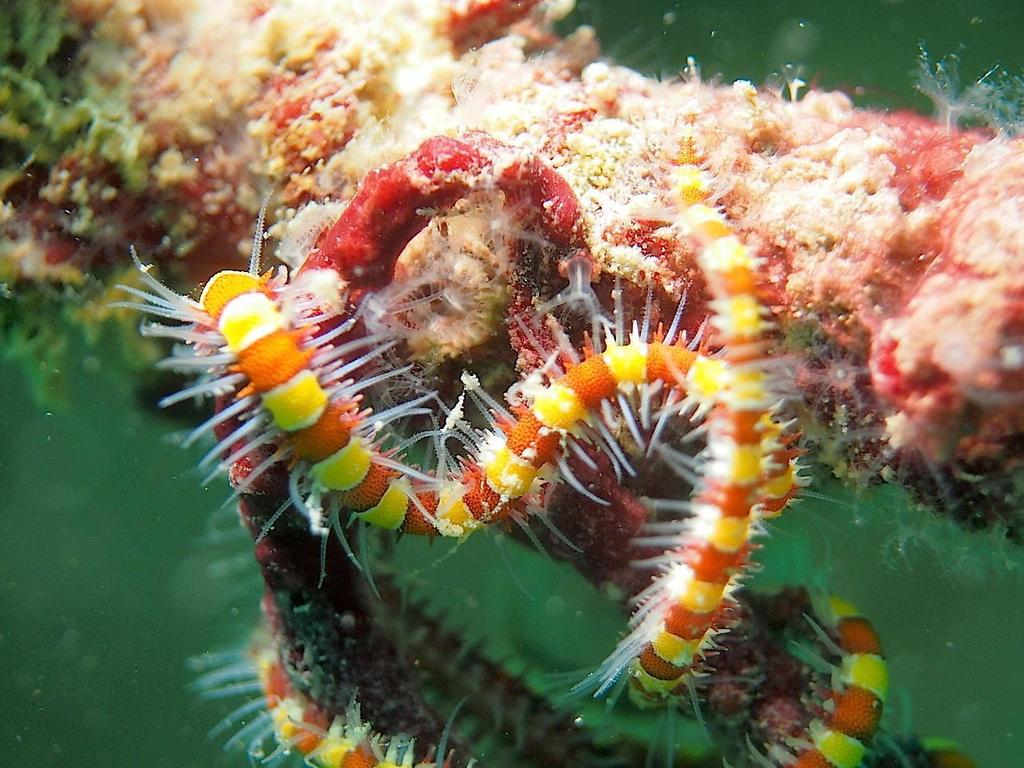 Ophiothela venusta