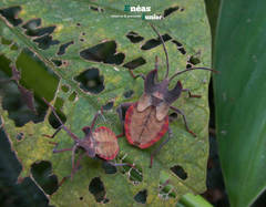 Menenotus lunatus