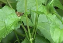 Taractrocera luzonensis