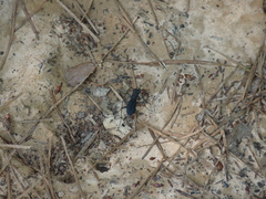 Dromochorus pilatei