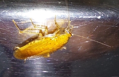 Neoblattellini