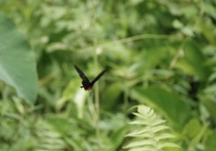 Pachliopta kotzebuea