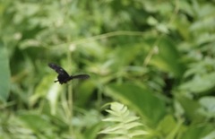 Pachliopta kotzebuea