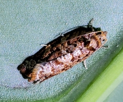 Phaecasiophora niveiguttana