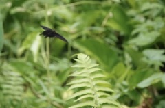 Pachliopta kotzebuea