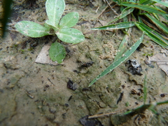 Ellipes minuta