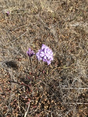 Dichelostemma multiflorum