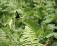 Pachliopta kotzebuea