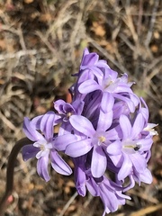 Dichelostemma multiflorum