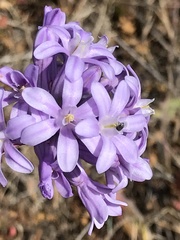Dichelostemma multiflorum