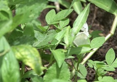 Leptosia nina