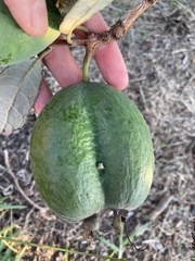 Feijoa