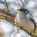Gnatcatchers - Photo (c) bwood708, some rights reserved (CC BY-NC), uploaded by bwood708