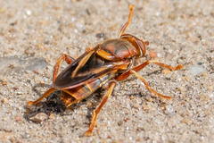 Teuchocnemis bacuntius