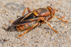 Teuchocnemis bacuntius