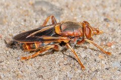 Teuchocnemis bacuntius