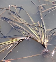 Vallisneria australis