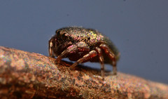 Sassacus cyaneus