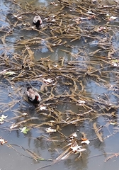 Vallisneria australis