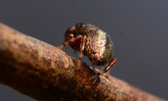 Sassacus cyaneus