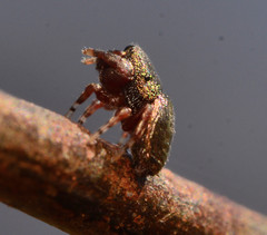 Sassacus cyaneus