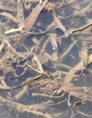 Vallisneria australis