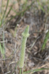 Dalea cylindriceps