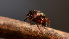 Sassacus cyaneus