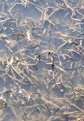 Vallisneria australis