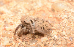 Habronattus coecatus