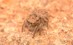 Habronattus coecatus