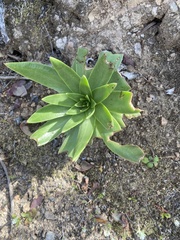 Dudleya candelabrum