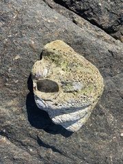 Tridacninae