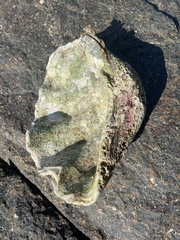 Tridacninae