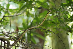 Dendrelaphis ngansonensis