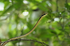 Dendrelaphis ngansonensis