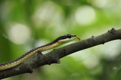 Dendrelaphis ngansonensis