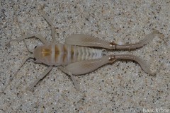 Macrobaenetes algodonensis