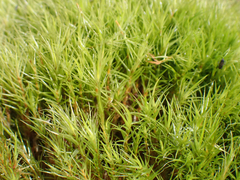 Dicranum howellii