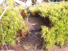 Dicranum howellii