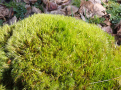 Dicranum howellii