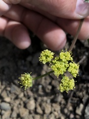 Lomatium observatorium