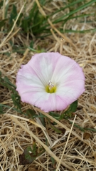 Convolvulus arvensis