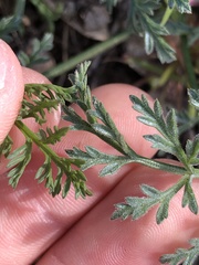 Lomatium observatorium